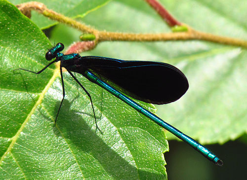 Ebony Jewelwing